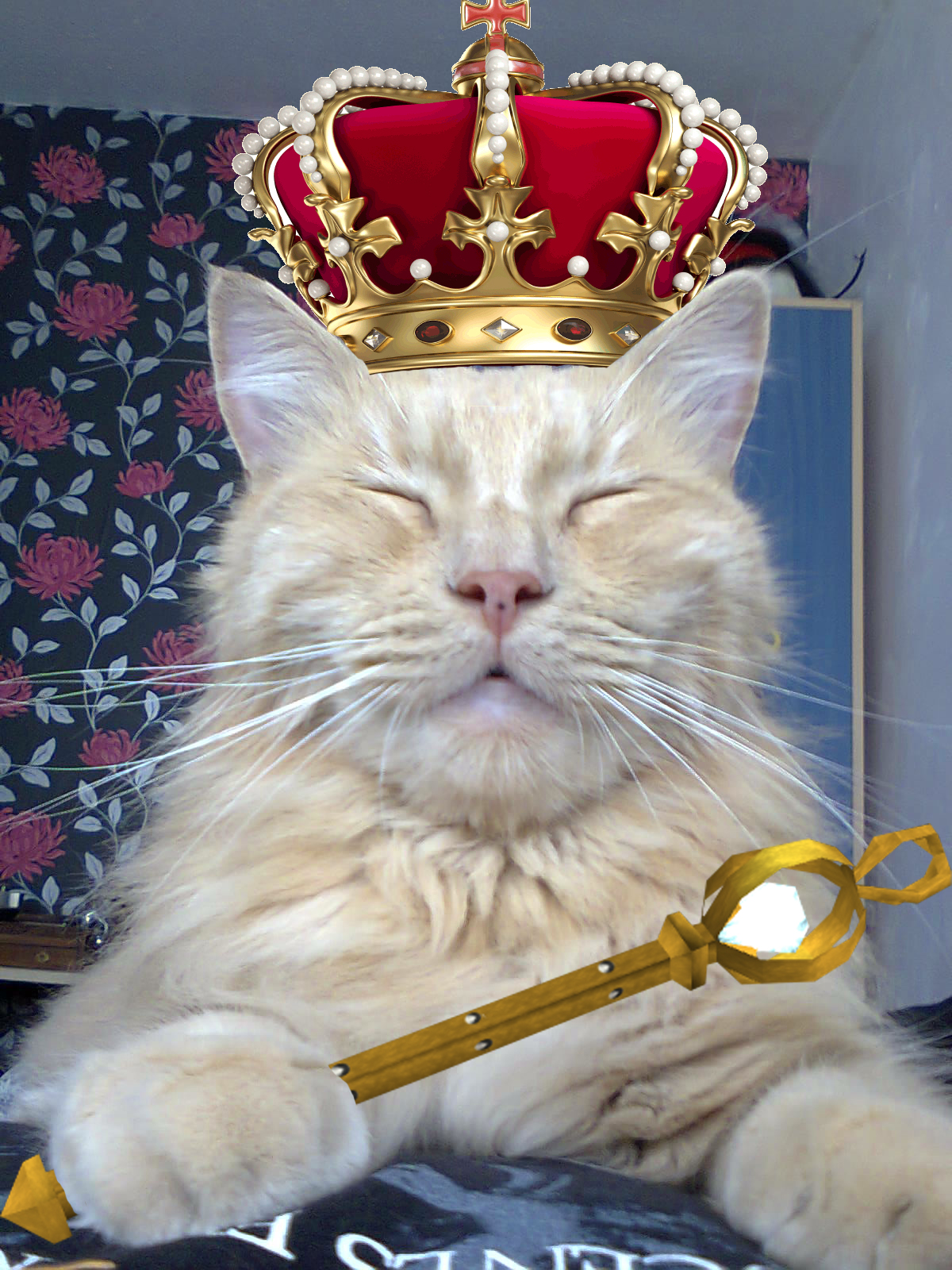 KingDex.jpg