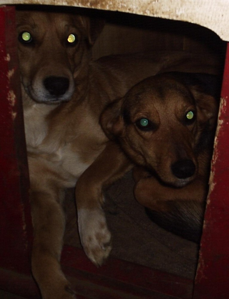 Mohinder & Lauchita.JPG
