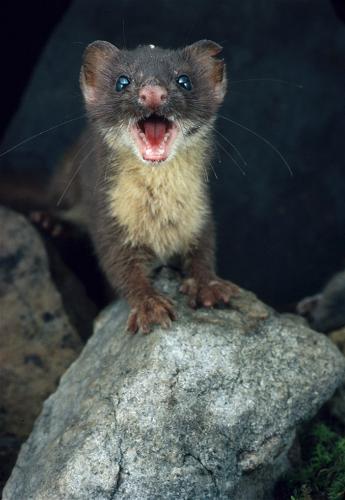 _wsb_345x500_WildWeasel.jpg